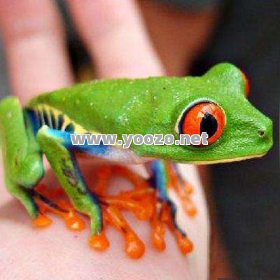 热血传奇手游红眼宠物搭配攻略解析